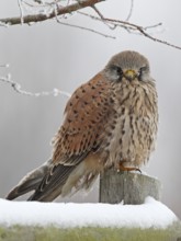 Turmfalke (Falco tinnunculus)