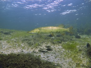 A pike (Esox lucius) swims over a sandy bottom and between plants in calm water. Dive site Parkhaus