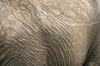 A detailed close-up of an elephant's skin, showcasing the unique texture and intricate patterns.