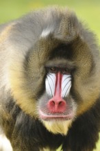 Close-up of a male mandrill with a colourful face and thick fur in a natural environment, Mandrill