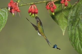 Booted Racket-tail hummingbird (Ocreatus underwoodii) flying while feeding at a flower in Ecuador,