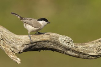 Marsh Tit (Poecile palustris) perched on an old branch, Oeland, Sweden