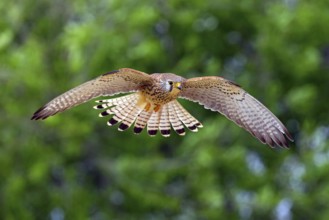 Kestrel, (Falco tinnunculus), falcon family, falcons, flight photo, frontal, Hides de El Taray