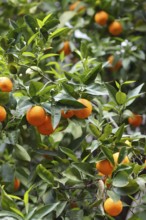 Close-up of an orange tree with ripe fruit, conveys a feeling of freshness and nature