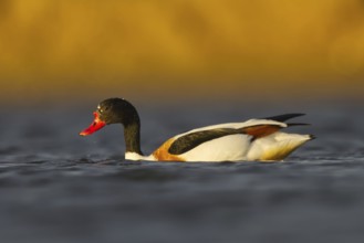 Common Shelduck (Tadorna tadorna) female, North Rhine-Westphalia, Germany