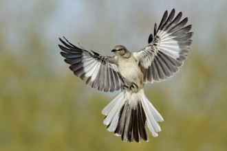 Northern Mockingbird (Mimus polyglottos) flying, Texas, USA