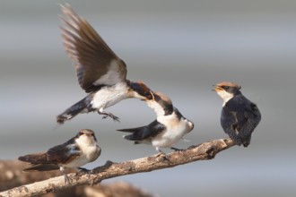 Wire-tailed Swallow (Hirundo smithii), Lake Baringo, Kenya