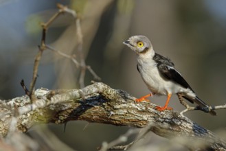 White-fronted shrike, (Prionops plumata), wanga shrike, passerine birds, Africa, Mkuze Game