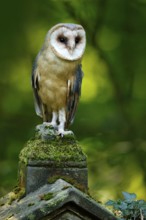 Magic bird barn owl, Tito alba, flying above stone fence in forest cemetery. Wildlife scene nature.
