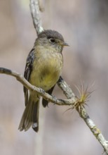 Brown-crested-Flycatcher (Myiarchus tyrannulus) at San Gerrardo de Dota, Costa Rica