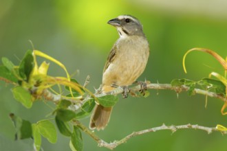 Grayish Saltator Saltator coerulescens El Tuito, Jalisco, Mexico 9 June Immature Thraupidae Greyish