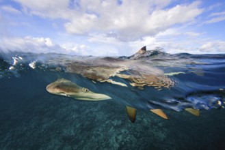 Underwater photo split shot half-and-half shot at sea surface water surface of blacktip reef shark