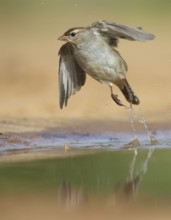 White-crowned Sparrow (Zonotrichia leucophrys) flying, Texas, USA