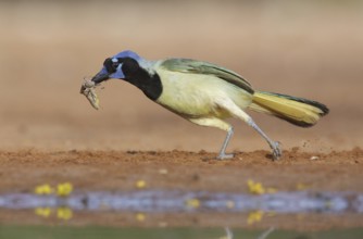 Green Jay (Cyanocorax luxuosus) with insect in its beak, Texas, USA