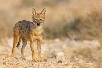 Golden jackal, (Canis aureus), animals, mammals, jackal, related to the wolf, Road to Ezuz, Ezuz,
