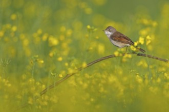 Common Whitethroat (Sylvia communis), Rhineland-Palatinate, Germany