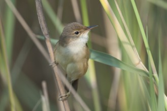 Common Reed Warbler - Teichrohrsänger - Acrocephalus scirpaceus ssp. scirpaceus, Germany