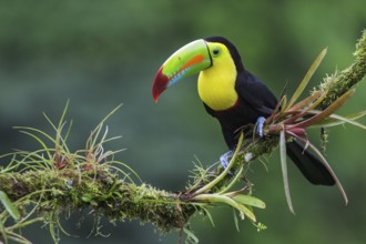 Keel-billed Toucan (Ramphastos sulfuratus) perched on a branch in Costa Rica