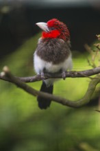 Brown-breasted Barbet (Lybius melanopterus), adult bird perched on a branch, Native to East Africa,