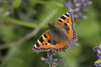 Small tortoiseshell butterfly (Aglais urticae) adult insect feeding on garden lavender flowers in