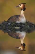 Great Crested Grebe (Podiceps cristatus) nest, North Rhine-Westphalia, Germany