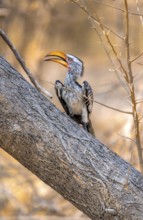 Red-ringed Hornbill (Tockus leucomelas), bird sitting on a tree trunk, Nxai Pan National Park,