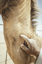 Camel breeder with his dromedaries (Camelus dromedarius) on his farm near Shisr, Dhofar, Oman