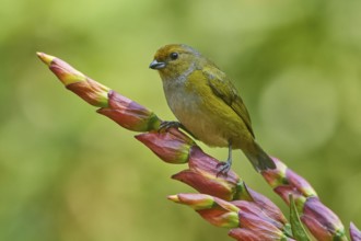 Orange-bellied Euphonia (Euphonia xanthogaster) female, Ecuador