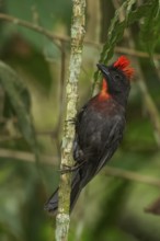 Sooty Ant Tanager (Habia gutturalis) perched on a branch in the mountains of Colombia, South