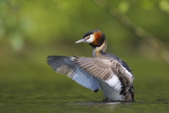 Great Crested Grebe (Podiceps cristatus) flapping, North Rhine-Westphalia, Germany