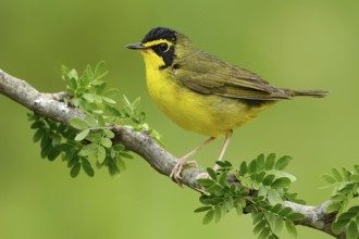 Kentucky Warbler (Geothlypis formosa), Texas, USA