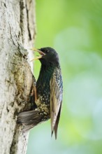 Starling (Sturnus vulgaris) at the breeding den, North Rhine-Westphalia, Germany
