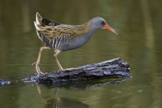 Water Rail (Rallus aquaticus), Cheshire, United Kingdom