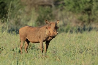 Warthog (Phacochoerus africanus), adult, foraging, vigilant, Mokala National Park, Northern Cape,