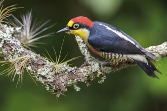 Yellow-fronted Woodpecker (Melanerpes flavifrons) perched on a branch in the Atlantic rainforest of