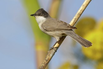 Nightingale warbler, (Sylvia crassirostris), Eastern Orphean warbler, songbird on perch, animals,