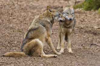 Two wolves sitting quietly and close together, Wolf (Canis Lupus), Germany