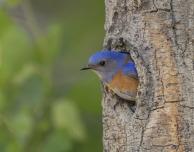 Western Bluebird (Sialia mexicana) at nest cavity in the Sierra Nevada mountains of California