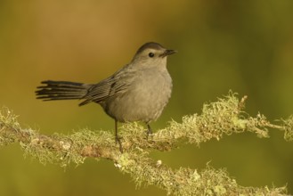 Grey Catbird (Dumetella carolinensis) perched on a mossy branch, Texas, USA