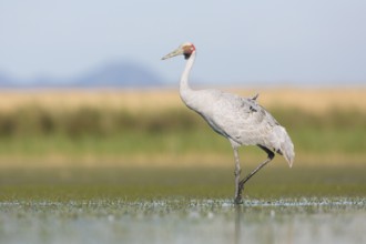 Brolga (Antigone rubicunda), Victoria, Australia