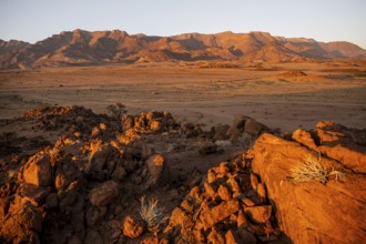 Desert landscape with Brandberg in morning light, at sunrise, Erongo, Damaraland, Namibia