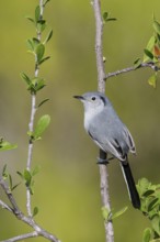 Cuban gnatcatcher (Polioptila lembeyei) perched on a branch in Cuba