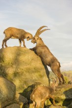 Two ibex (Capra ibex), a male and a female, play on a rock in the last light of the day