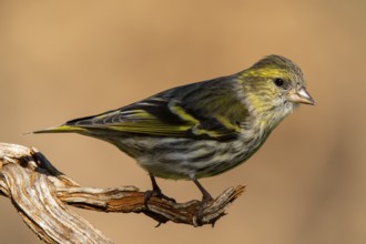 A detailed close-up image of a Eurasian Siskin, Spinus spinus, perched elegantly on a weathered