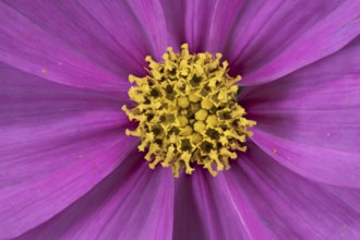 Ornamental basket (Cosmos bipinnatus), pollen leaves and pistils, Germany