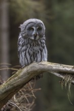 One great grey owl (Strix nebulosa) sitting on the root of a fallen spruce tree