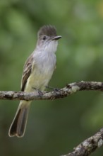 La Sagra's flycatcher (Myiarchus sagrae) perched on a branch in Cuba