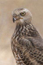 Pale Chanting Goshawk (Melierax canorus) juvenile, Northern Cape, South Africa