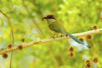 Russet-crowned Motmot Momotus mexicanus El Tuito, Jalisco, Mexico 12 June Adult carrying food.