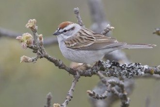 Chipping Sparrow (Spizella passerina), British Columbia, Canada